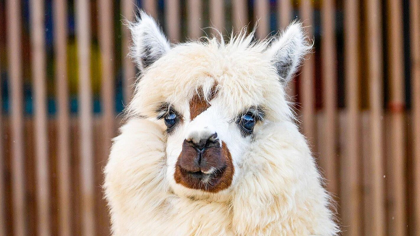 В Москве выберут имя для альпаки из Московского зоопарка