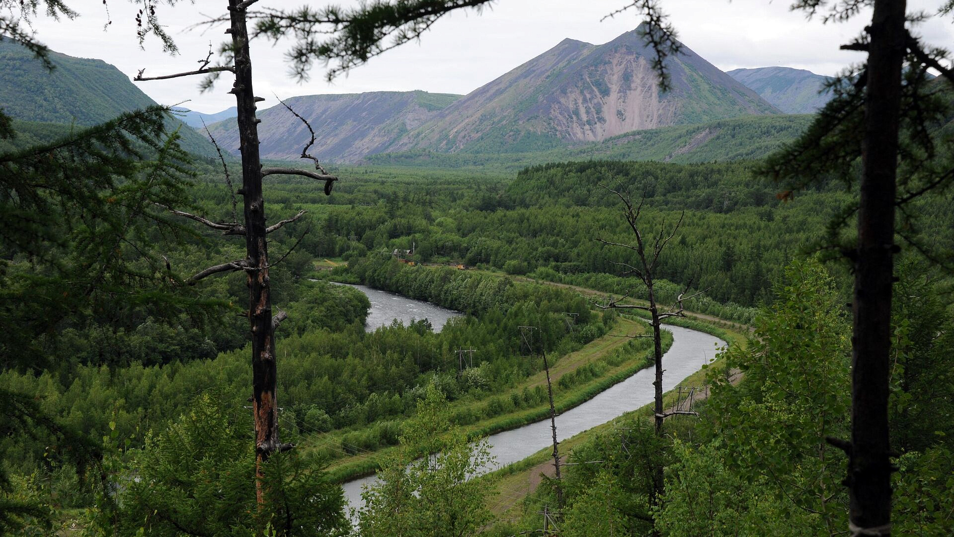 На Камчатке более 200 медведей вынуждено отстрелили в 2024 году