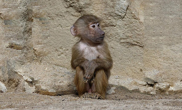 В Саратовской области возбудили дело о травме 5-летней девочки от обезьяны