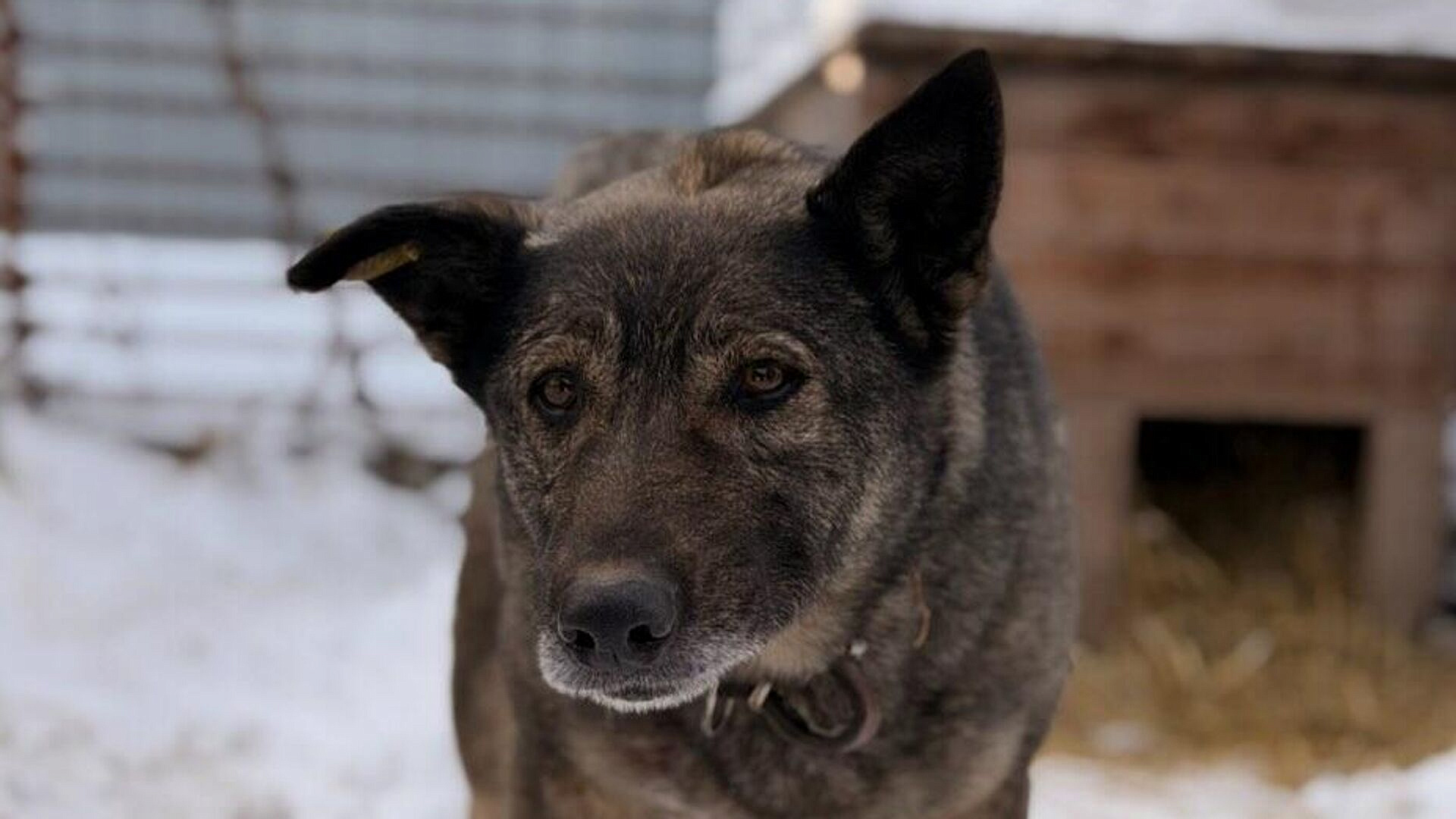 В Челябинске бесплатно осмотрят собаку Додобоню