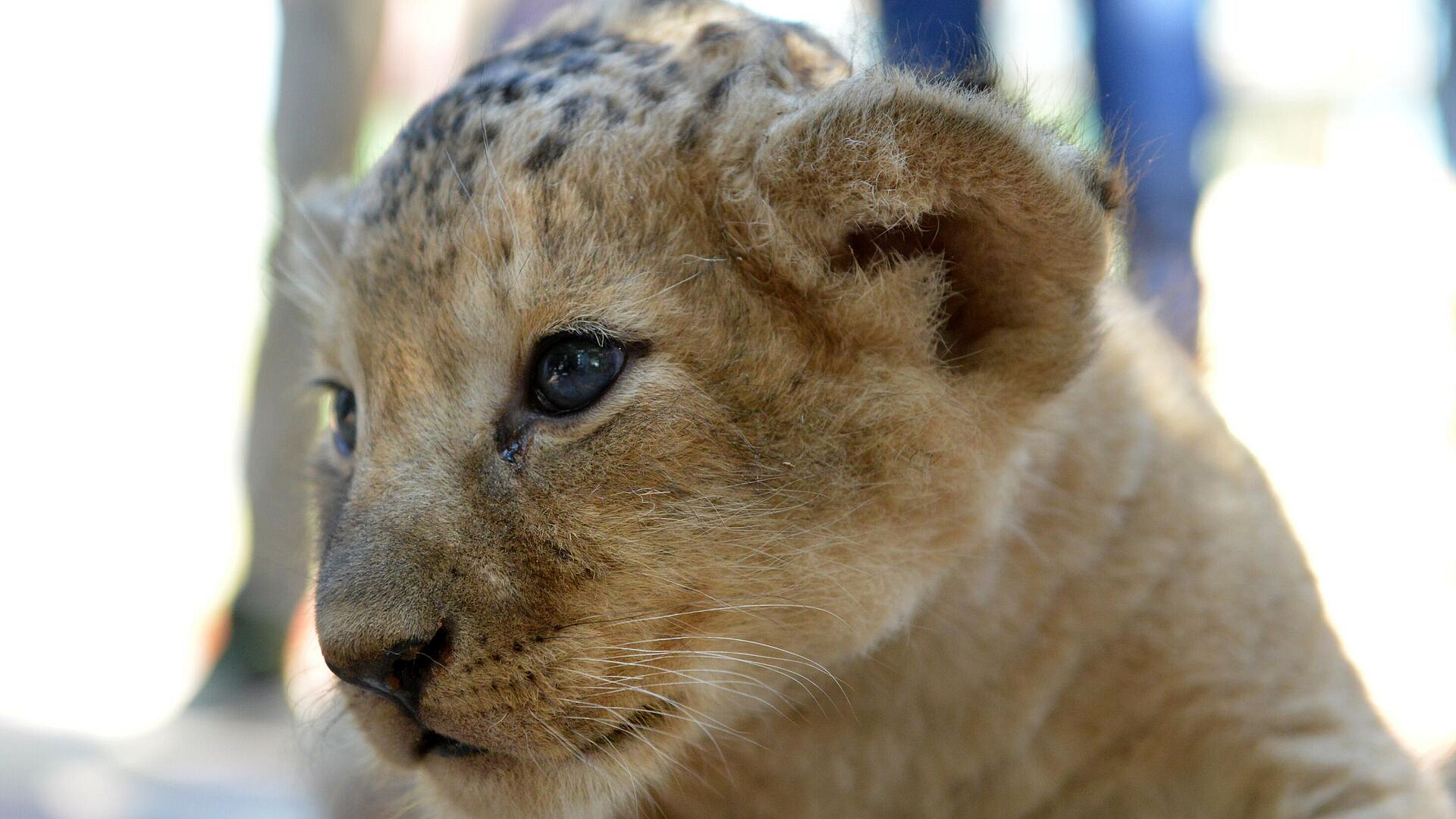 Москвичи завели львенка, но потом сдали его в ветеринарную клинику