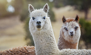 ��������� ������� ������� �������� � ������������ ��������