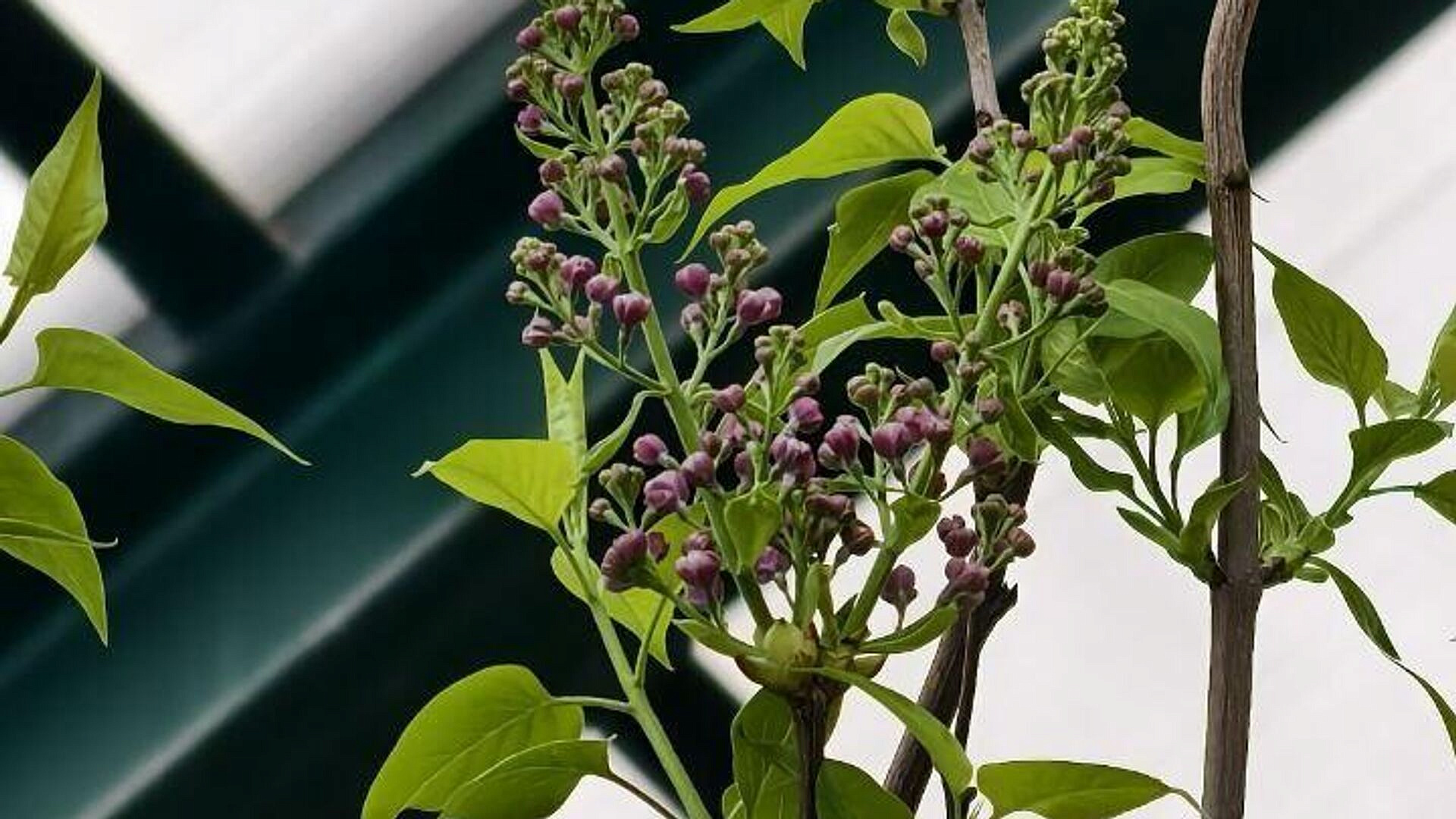 � "����������� �������" � ������ ������� ������