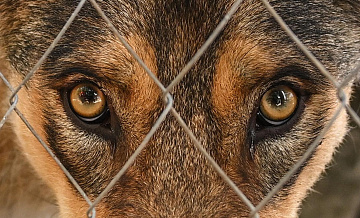 Посетителей нижегородского зоопарка эвакуировали из-за сбежавшей волчицы