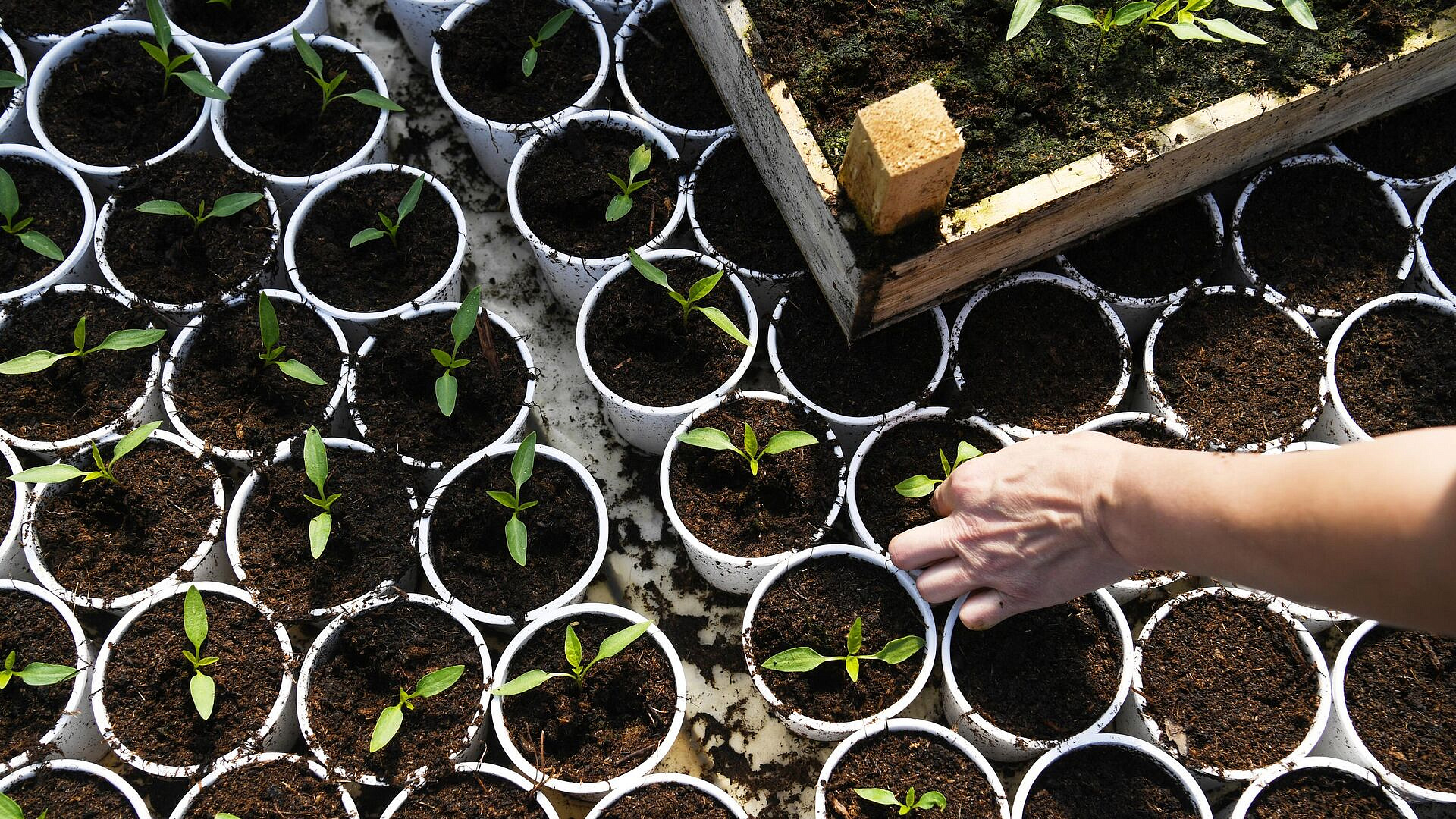 Биолог рассказала, как подготовить рассаду на улице к холодам