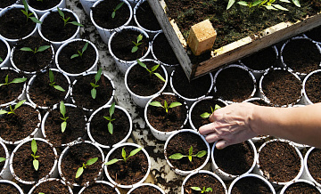 Биолог рассказала, как подготовить рассаду на улице к холодам