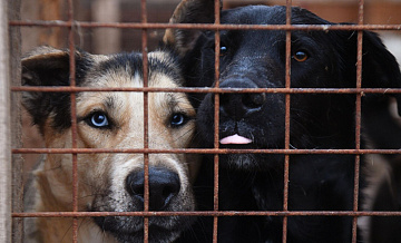 В Якутии волонтеры обнаружили место незаконной утилизации собак