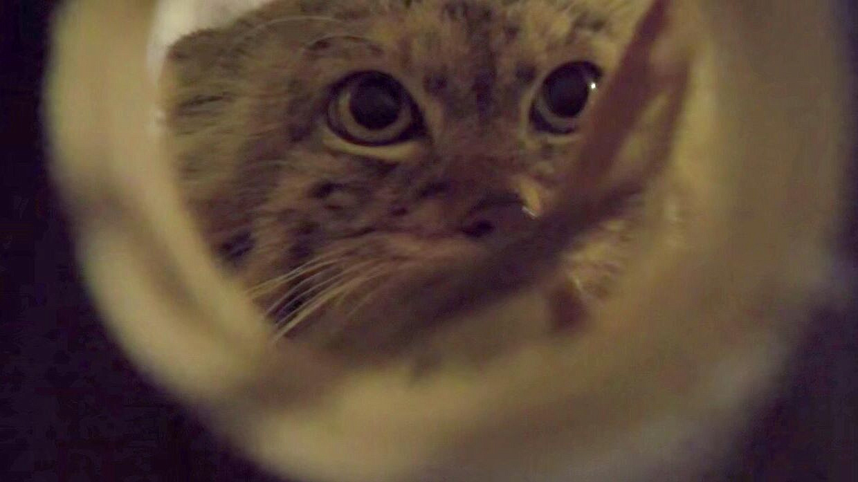 ����� ���� �������� � ��������� ��� �������� ���������