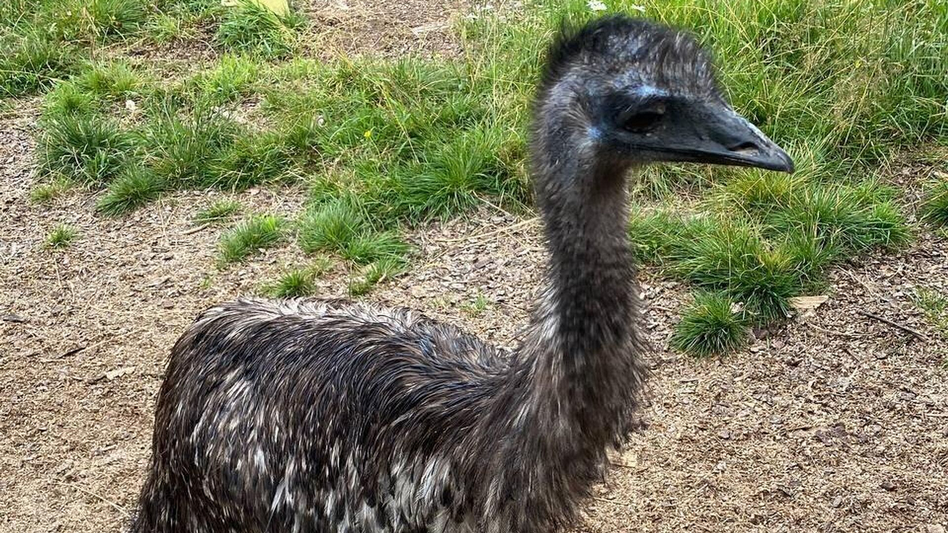 В Коми поймали страуса, сбежавшего со страусиной фермы