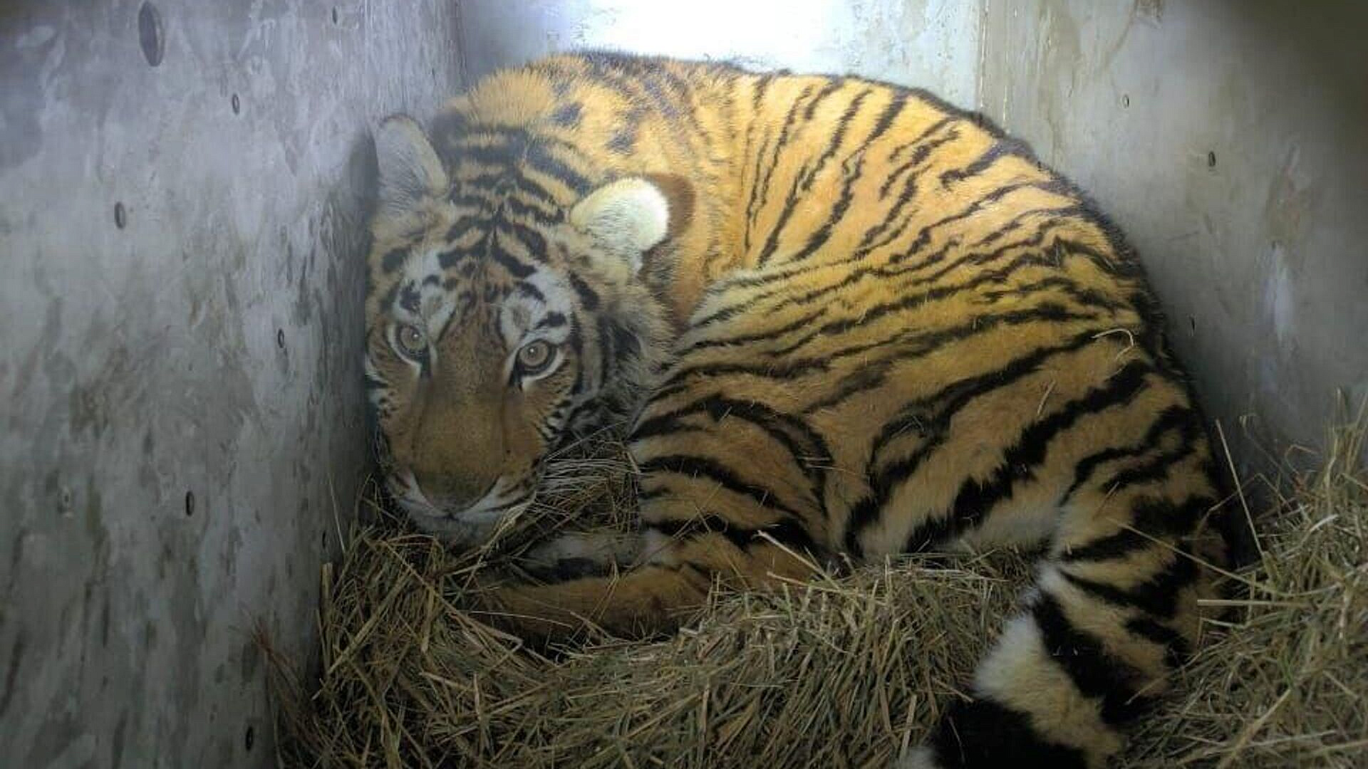 Молодую конфликтную тигрицу отловили в Приморье