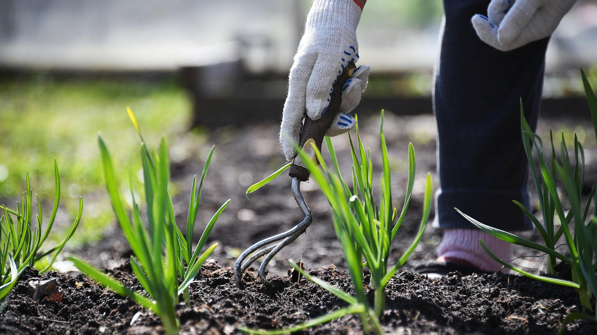 Юрист предупредила о цветке, который нельзя выращивать на даче 