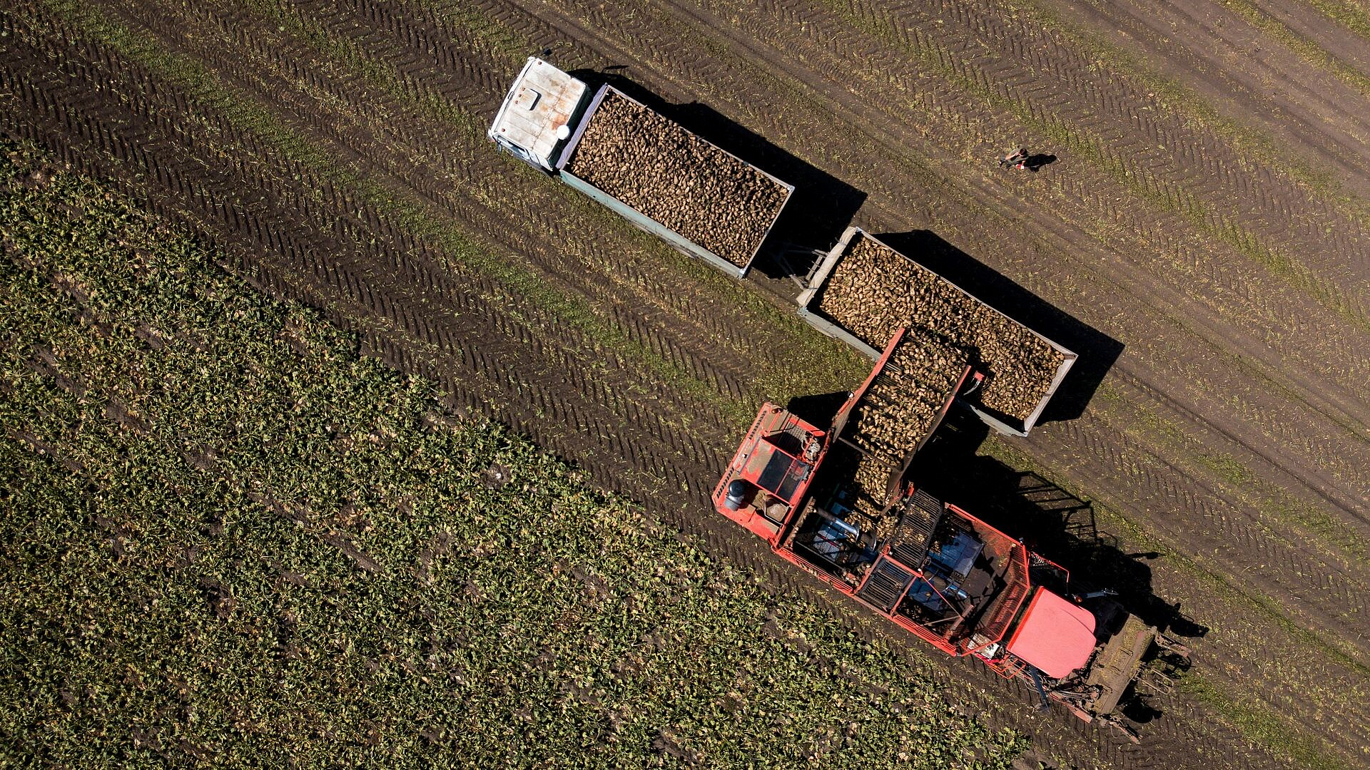 Более 62 тысяч тонн свеклы собрали в Подмосковье в 2025 году