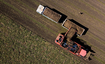 Более 62 тысяч тонн свеклы собрали в Подмосковье в 2025 году