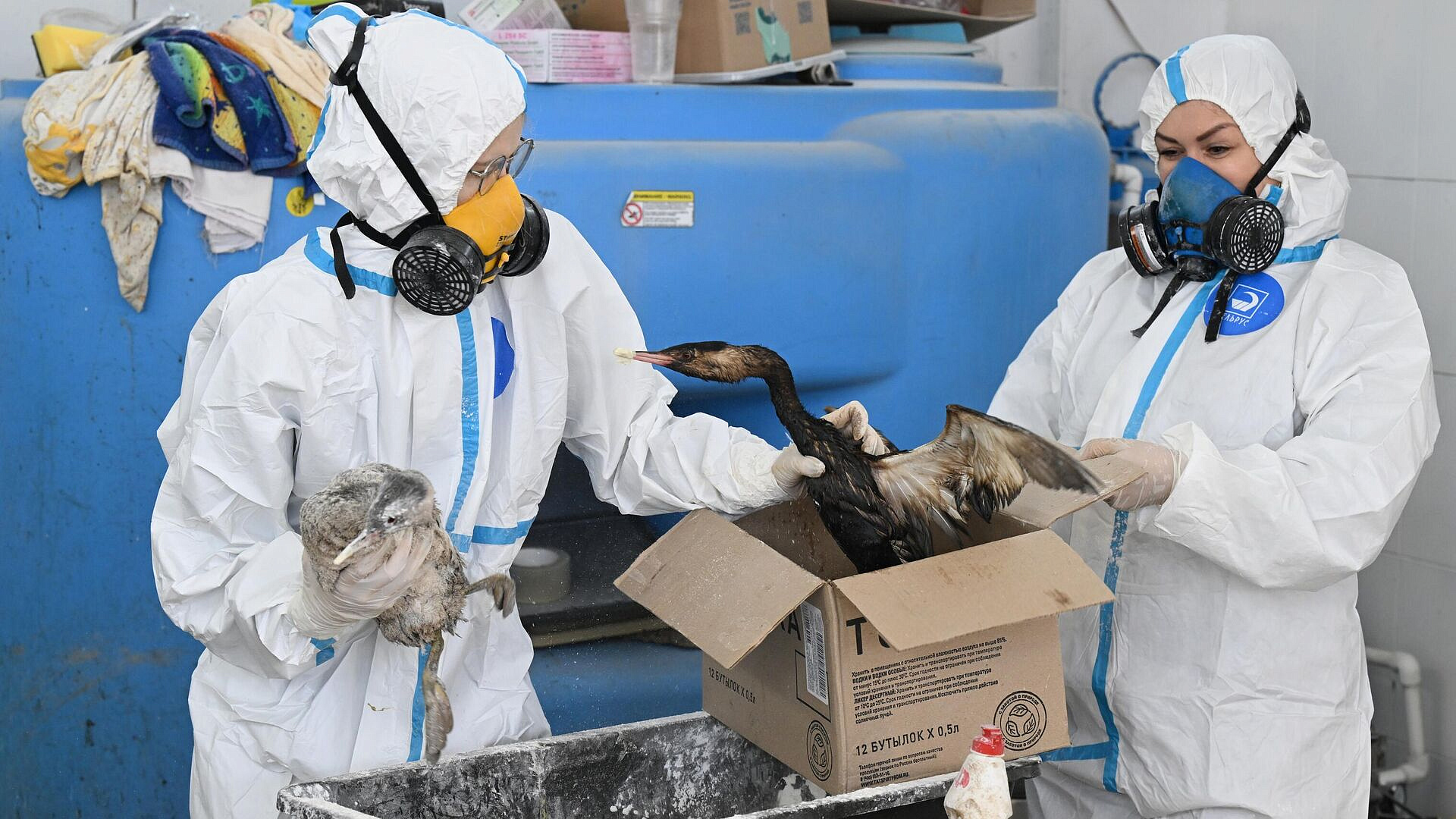 На Кубани спасли более 5,6 тысячи птиц после разлива мазута