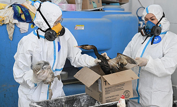 На Кубани спасли более 5,6 тысячи птиц после разлива мазута