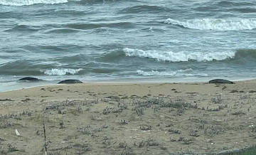 На побережье в Дагестане обнаружили множество мертвых каспийских тюленей