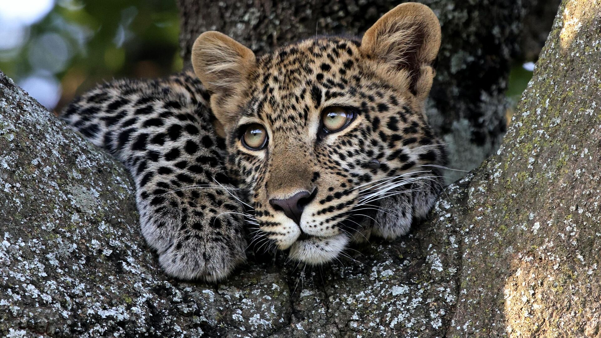 Эколог назвал причину гибели леопарда Терека в Кавказском заповеднике