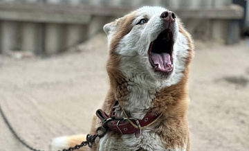 Житель Сочи рассказал, что собаки съели бы ребенка, если бы не прохожие