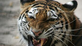 В Приморье отловили амурского тигра, напавшего на собак