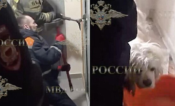 Полицейские ищут хозяина собаки, освобожденной из квартиры в Подмосковье