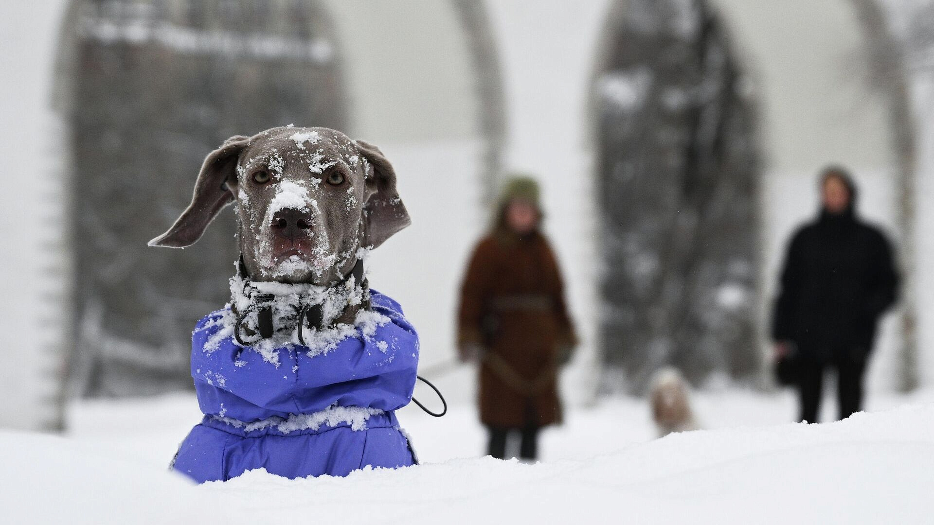Кинолог рассказал, зачем собакам нужна одежда и обувь