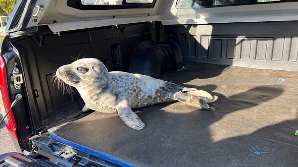 � ������������� ������� ������ �������� ������