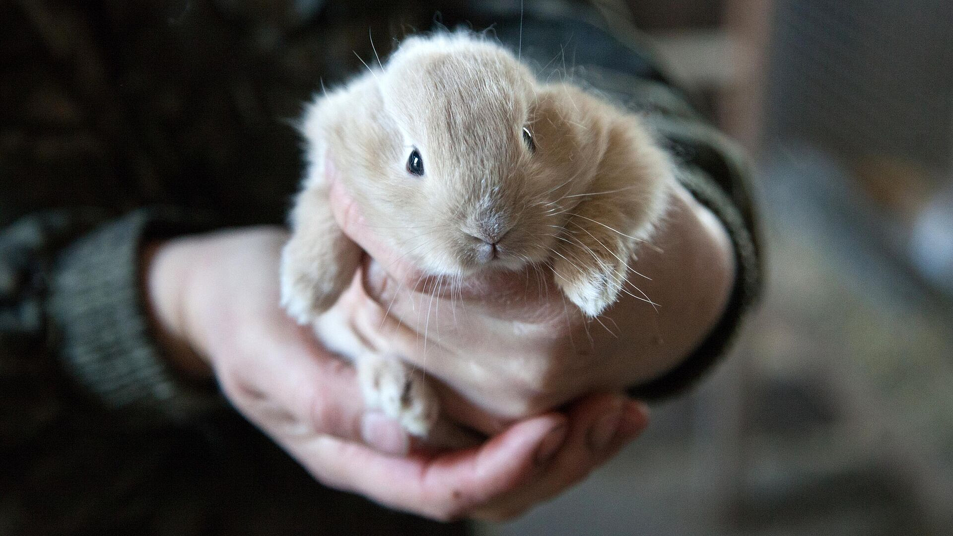 ������� ������� ������������ �������� �������� �� ���� ��������