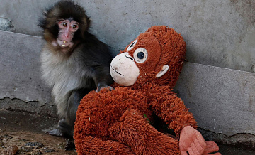 Число посетителей зоопарка в Японии удвоилось из-за интереса к макаке Панти