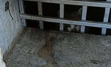 В Балашихе спасли кошек, замурованных в подвале дома