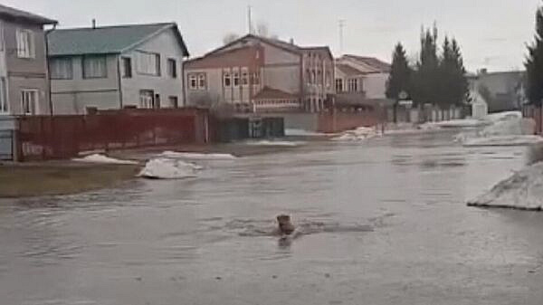 На Алтае проверили ситуацию в селе, глава которого переплыл лужу