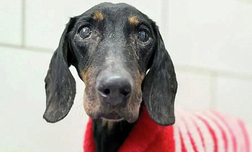 В Москве ветеринары прооперировали таксу с разрывом опухоли селезенки