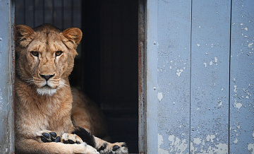 Хозяин львицы, изъятой в Москве, назвал ошибкой ее содержание в квартире