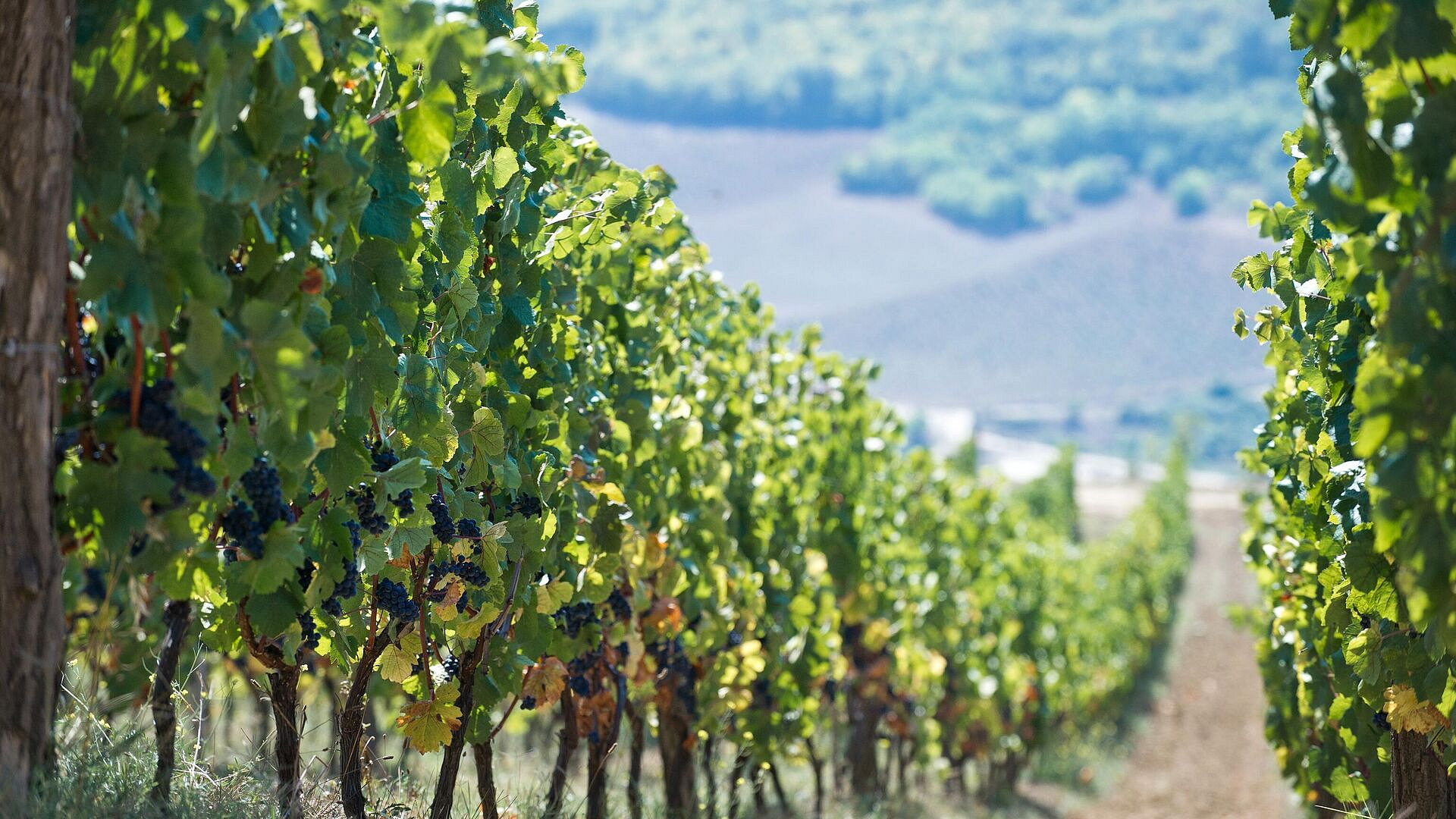 Найдены главные враги крымского виноделия