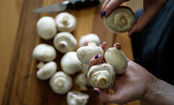 Первые грибы могут появиться в России уже в апреле