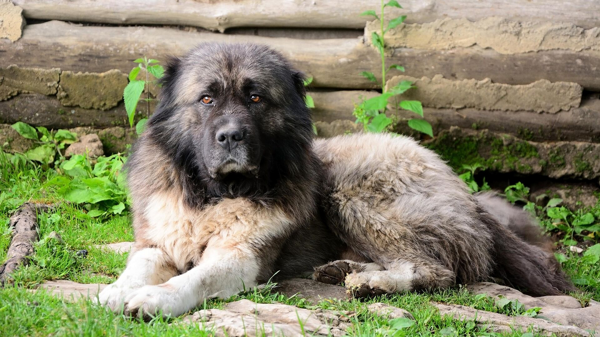 ������� ��������, ������ ������ ���������� ���� �����