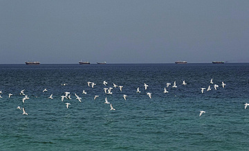 США не получают выгоды от свободы навигации в Ормузе, утверждает Уитакер