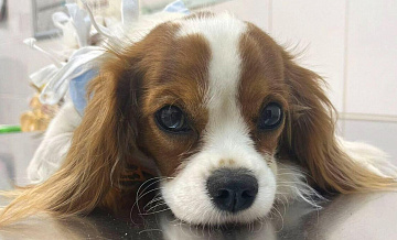 В Москве ветеринары спасли щенка, проглотившего игольницу с булавками