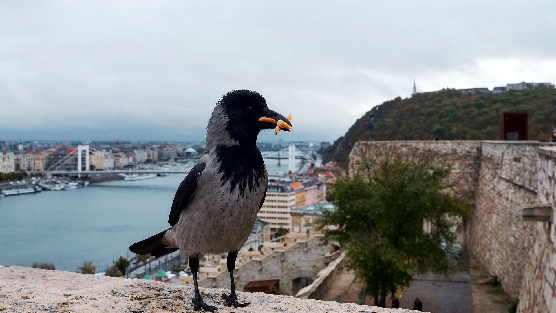 Юрист рассказала, что грозит за кормление ворон у дома