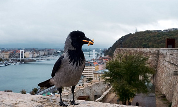 Юрист рассказала, что грозит за кормление ворон у дома