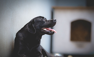 Стало известно, сколько собаководы тратят в месяц на своих питомцев
