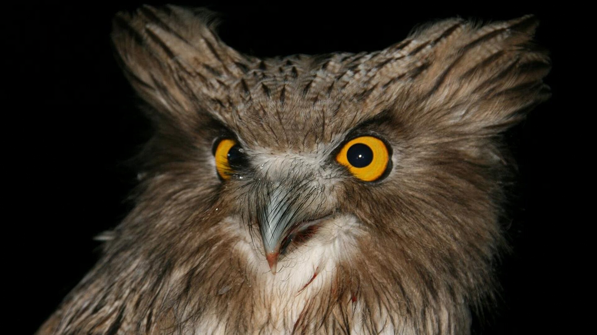 � ����������� ����������� ���������� ������ ����������� ������� ������