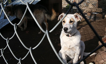 В Хабаровском крае отлавливают бездомных собак после ЧП с девочкой