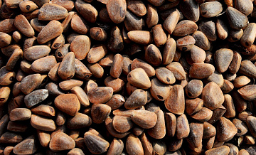 Ученый назвал продукты, которые богаты цинком