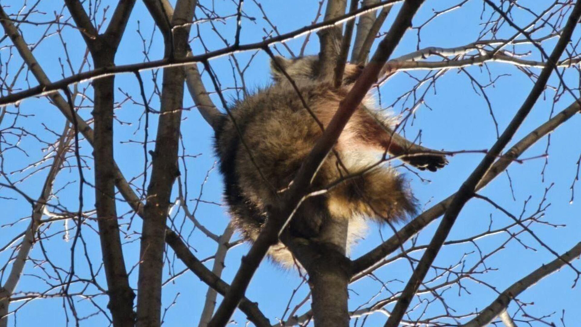 Енота, просидевшего три дня на дереве в Краснодаре, доставили в питомник