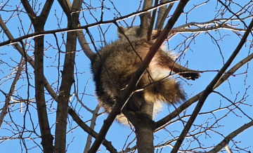 Енота, просидевшего три дня на дереве в Краснодаре, доставили в питомник