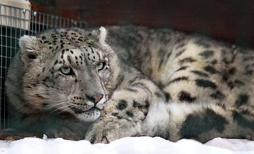 ������� �������� ����� �������� � ������������� �������