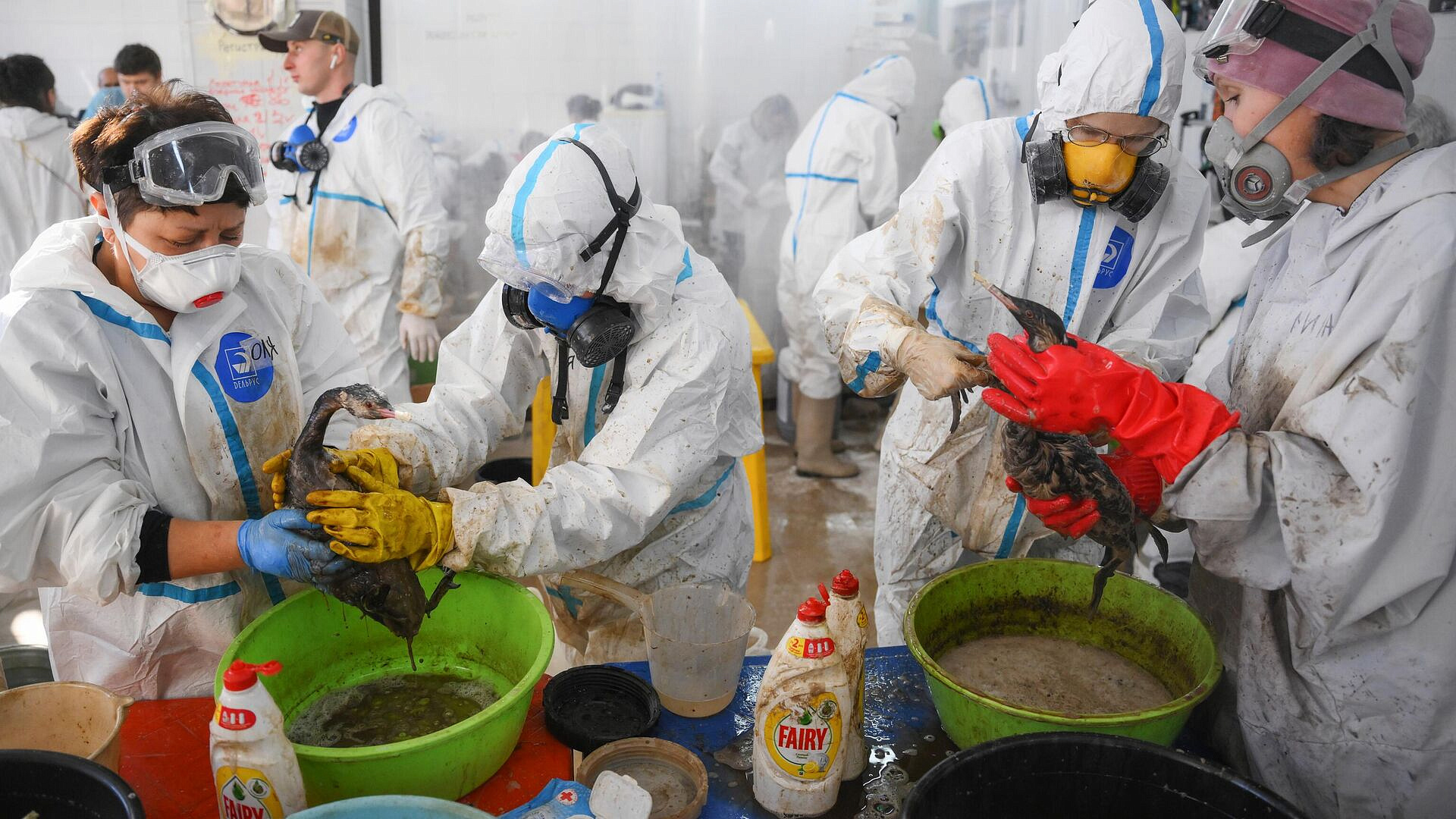 В Анапе спасли около полутора тысяч птиц, пострадавших от мазута