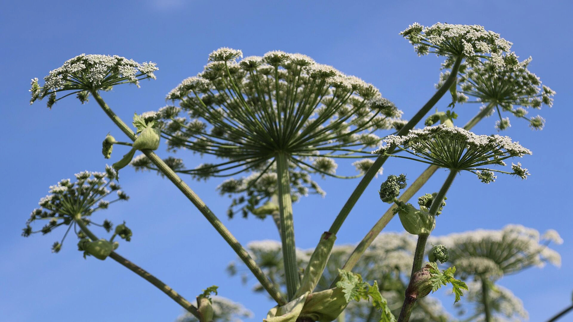 Госдума обязала землевладельцев бороться с борщевиком