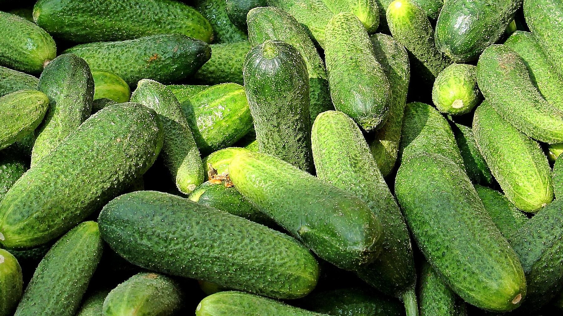 В АКОРТ рассказали, что огурцы в российских магазинах продолжат дешеветь