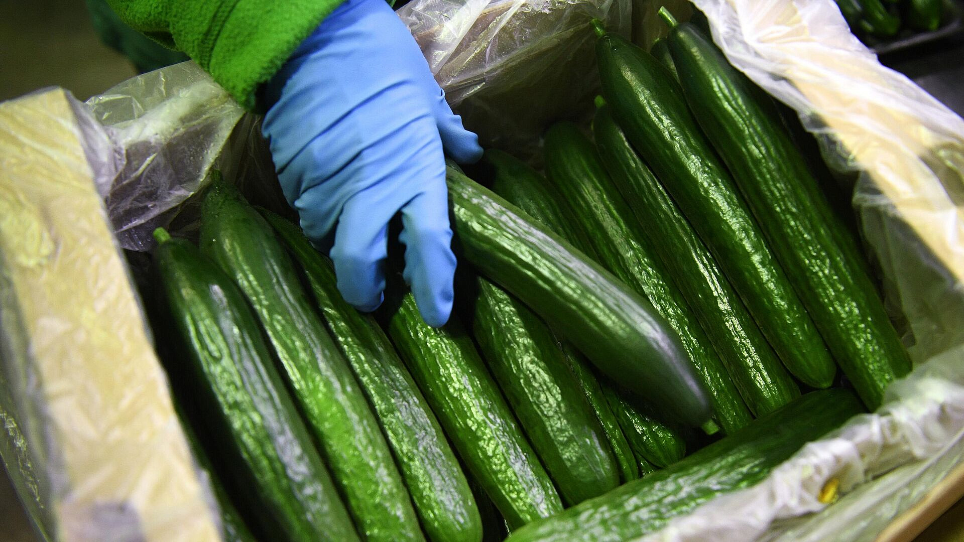 Тепличный комбинат "Смоленский" продолжает расширять комплекс в Рославле